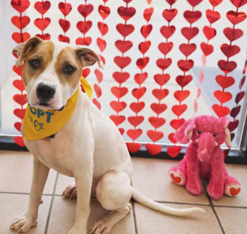 Picture of the Animal Listed